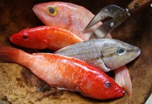 9 POISSONS INCONTOURNABLES des tables antillaises