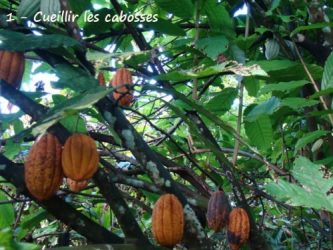 cabosses de cacao martinique
