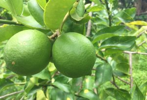 citrons verts martinique