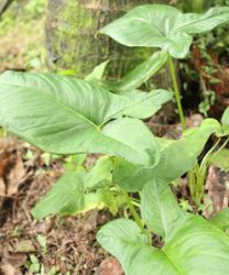 herbages soupe verte