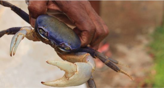 crabe de terre