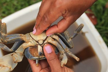 nettoyer crabe guadeloupe