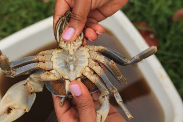 nettoyer crabe guadeloupe