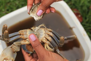 nettoyer crabe martinique