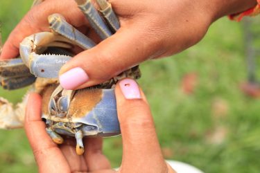 nettoyer crabe martinique