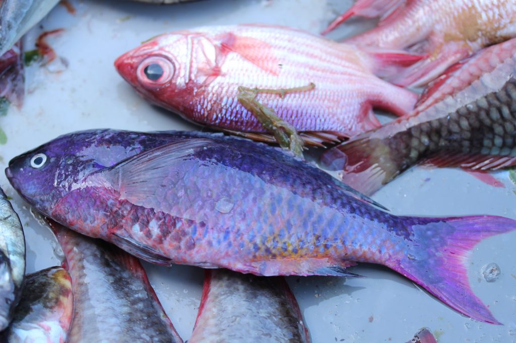 Carpe : poisson tropical