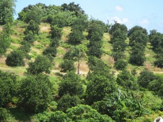 verger agrumes Martinique