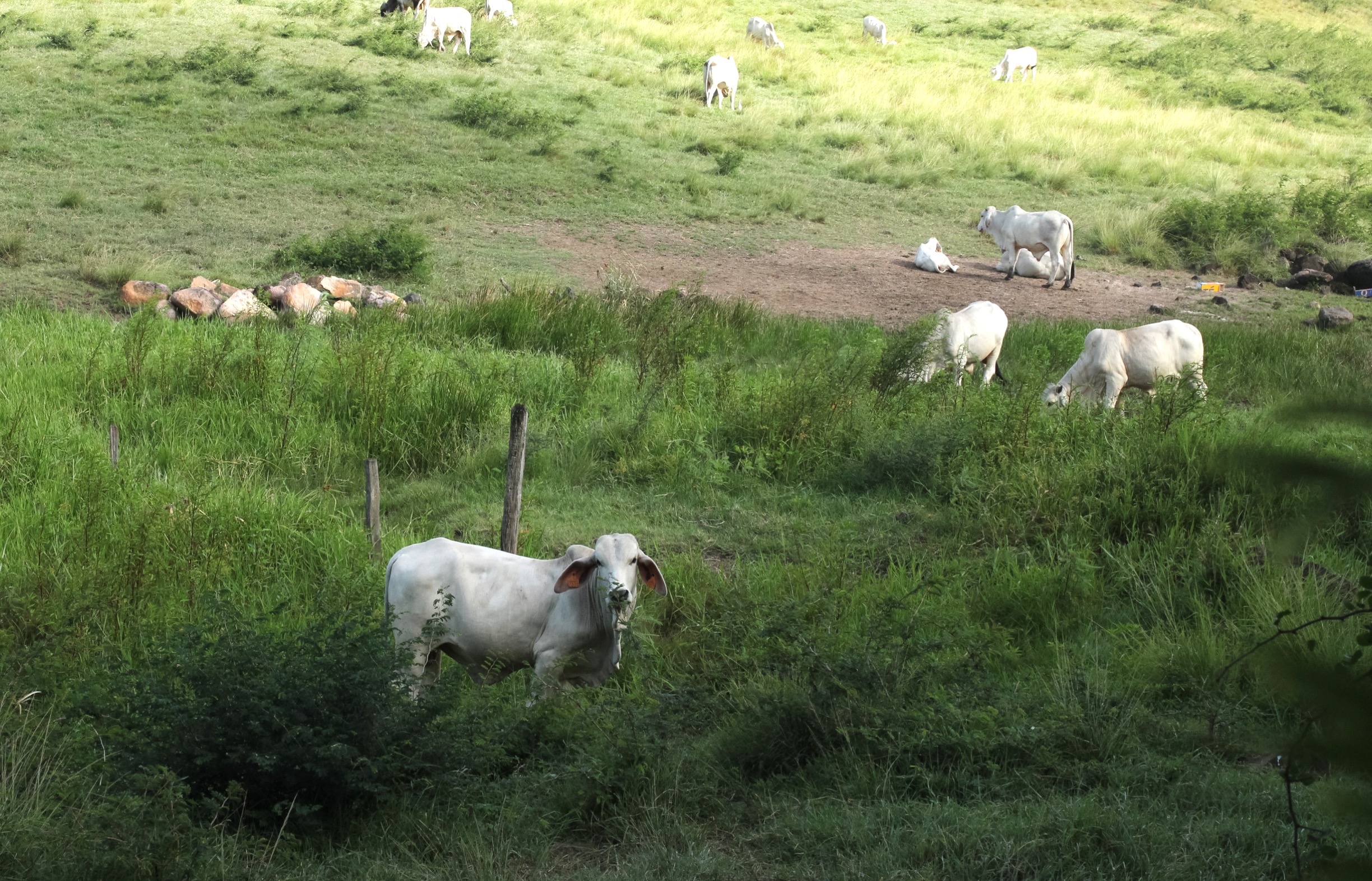 Manger bio et local, pas si simple en Martinique de nos jours