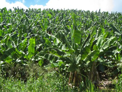 Agriculture Martinique