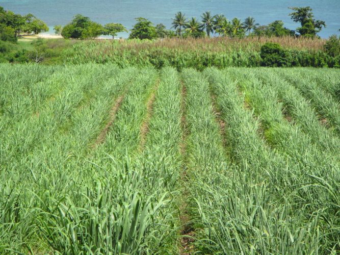 Manger bio et local, pas si simple en Martinique de nos jours