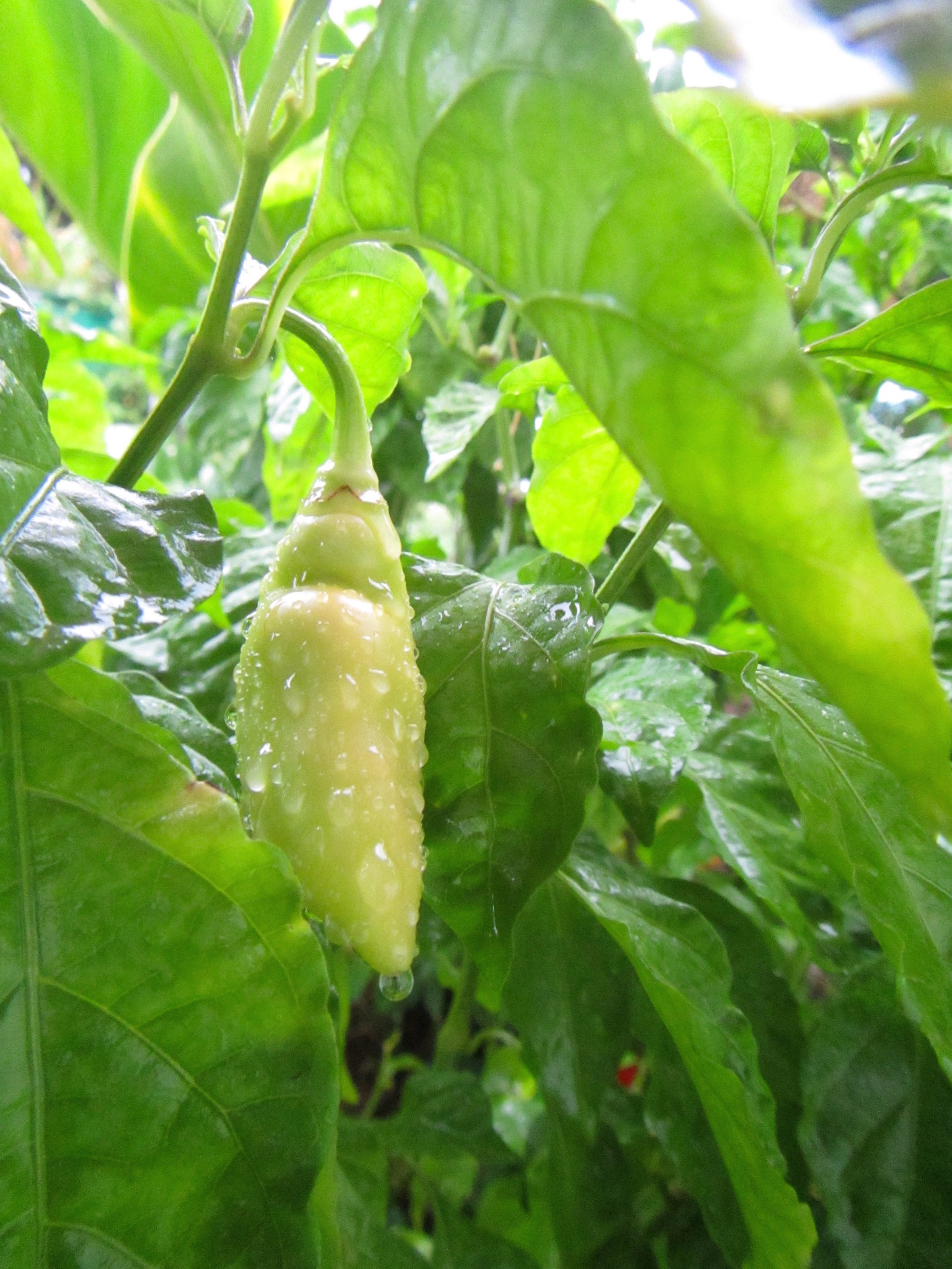 piment végétarien Martinique manger bio et local