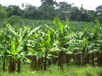 champ banane bananeraie Martinique