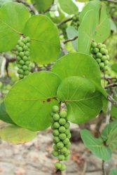 Raisin bord de mer guadeloupe