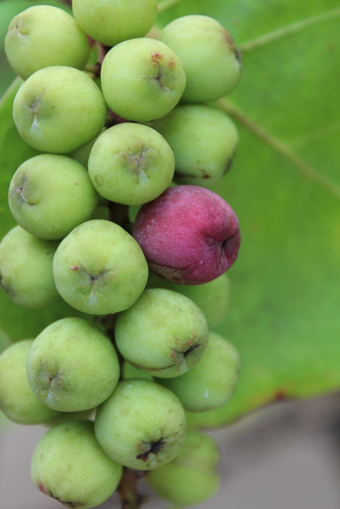 Raisin bord de mer martinique