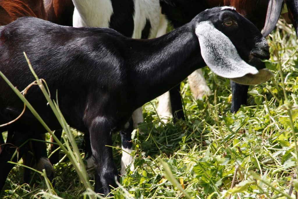 Manger bio et local, pas si simple en Martinique de nos jours