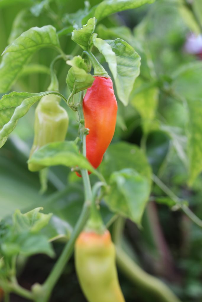 piment végétarien antillais Martinique