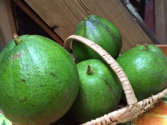 Avocat martinique