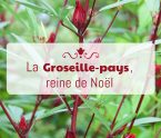 groseille-pays