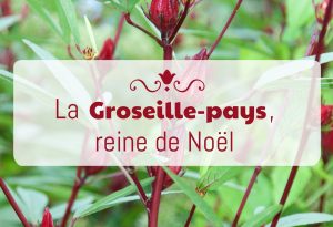 groseille-pays