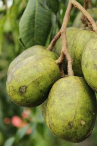 fruit prune de cythère