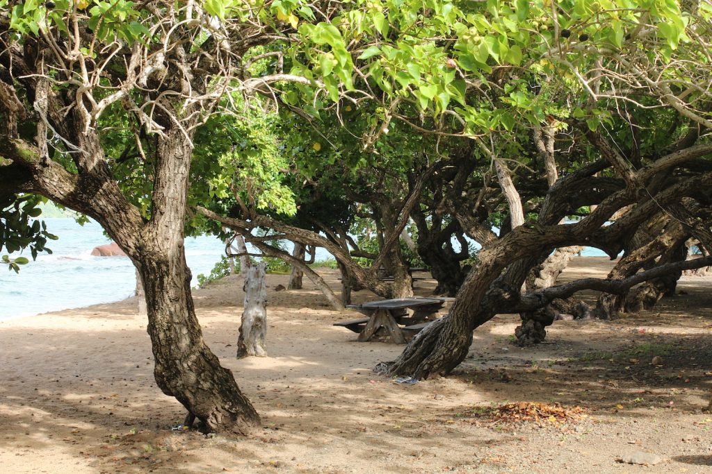 pique-niquer à Trinité, plage de Cosmy