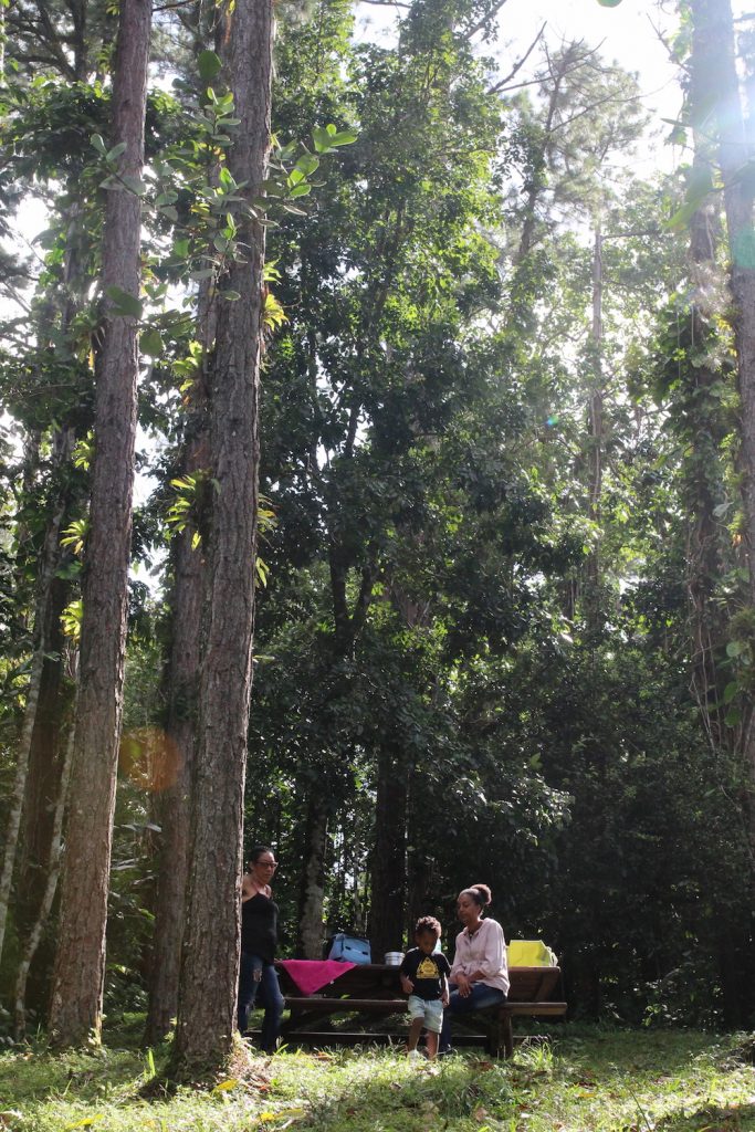 pique-nique Martinique, Arboretum de Balata