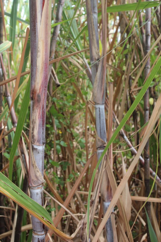 Canne à sucre Martinique