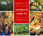 consommer bio en martinique