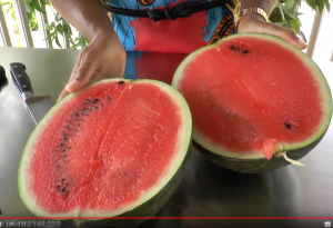 choisir une pastèque sucrée