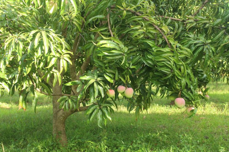 Mango Martinique