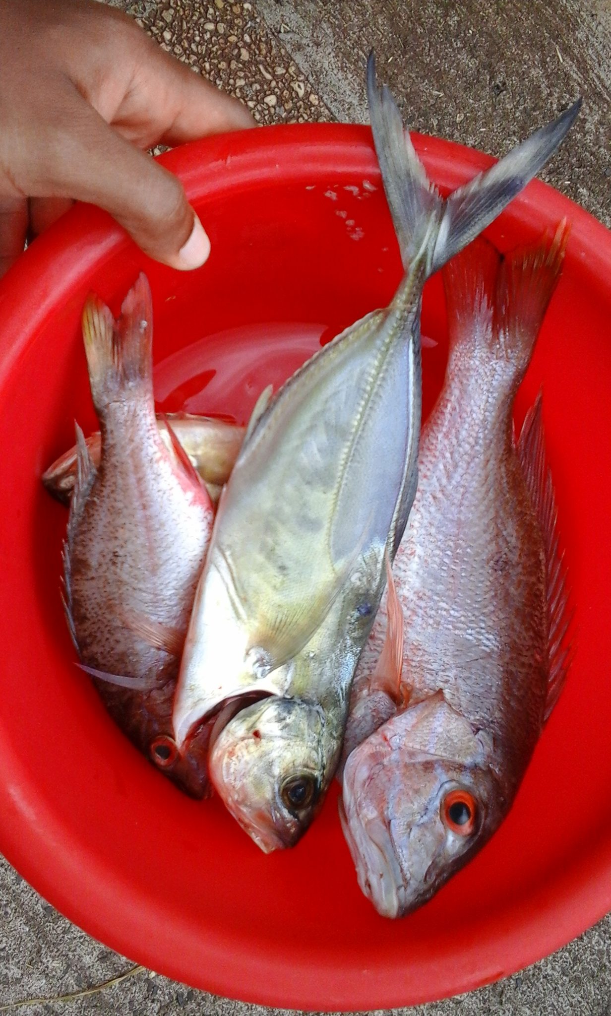 poisson pêche côtière Martinique
