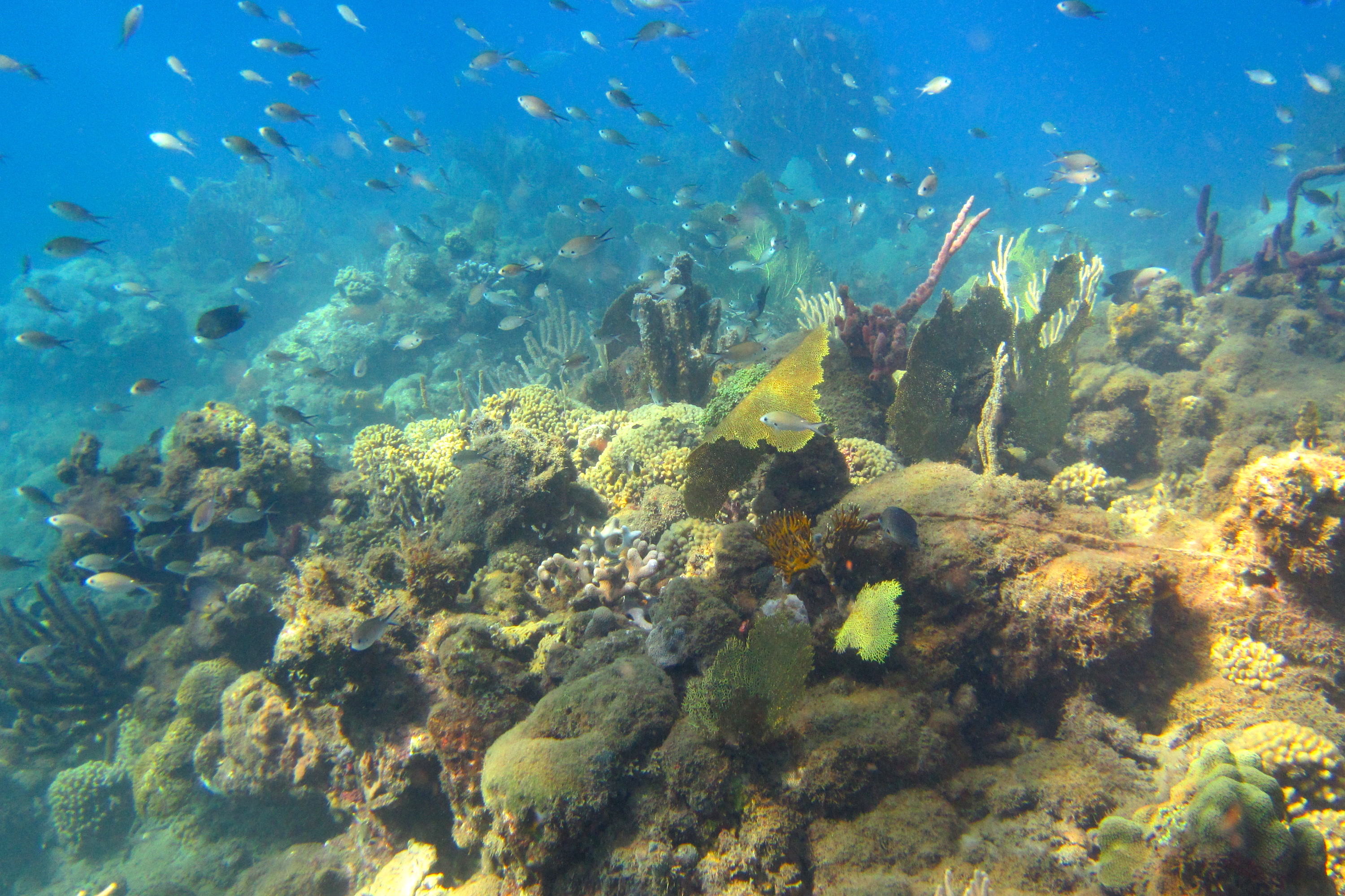 ciguatera Antilles récif poisson pêche