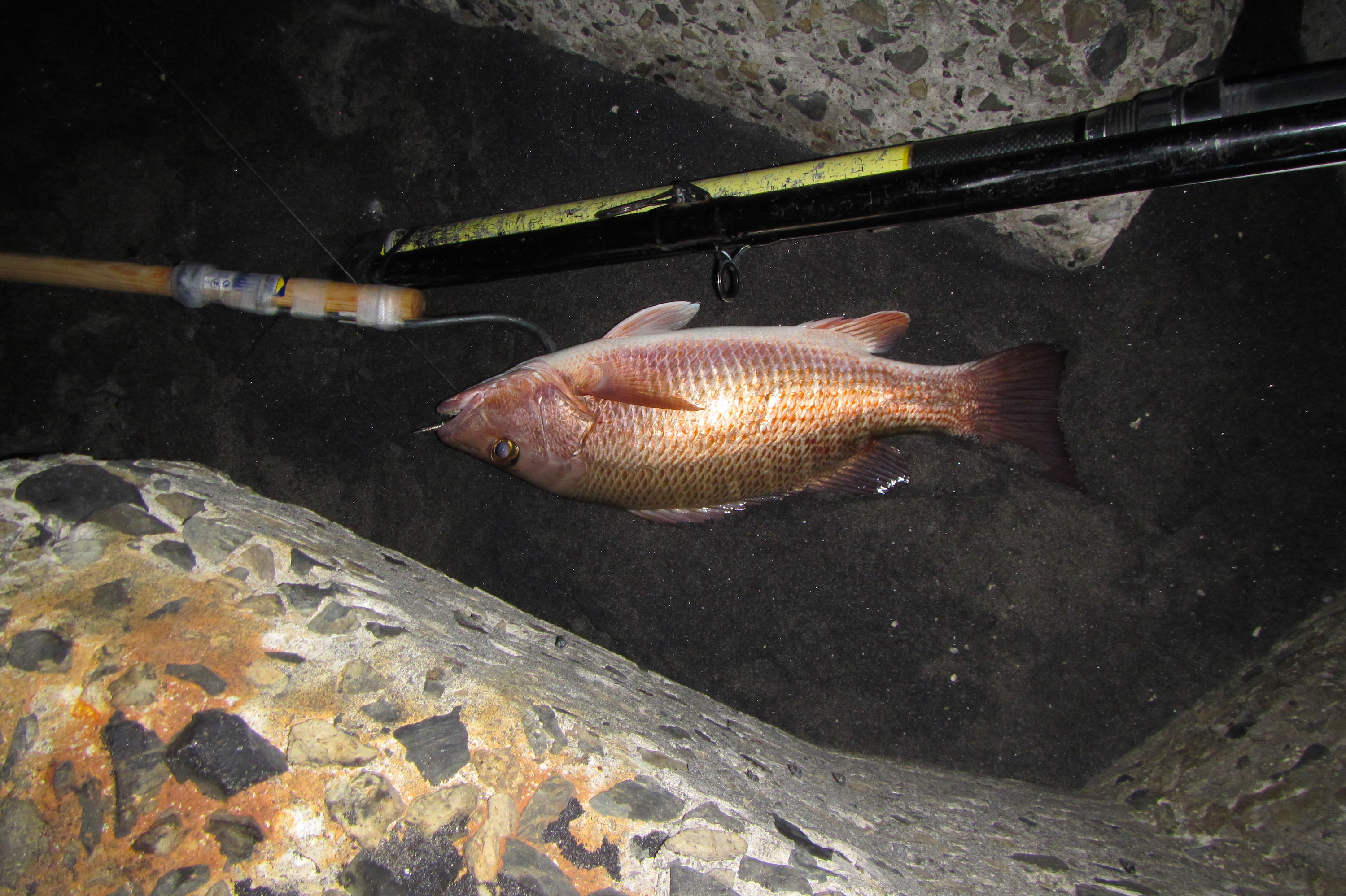 poisson pêche à Grand' Rivière Martinique