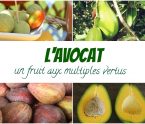 Avocat antillais vertus