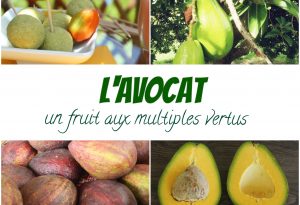 Avocat antillais vertus