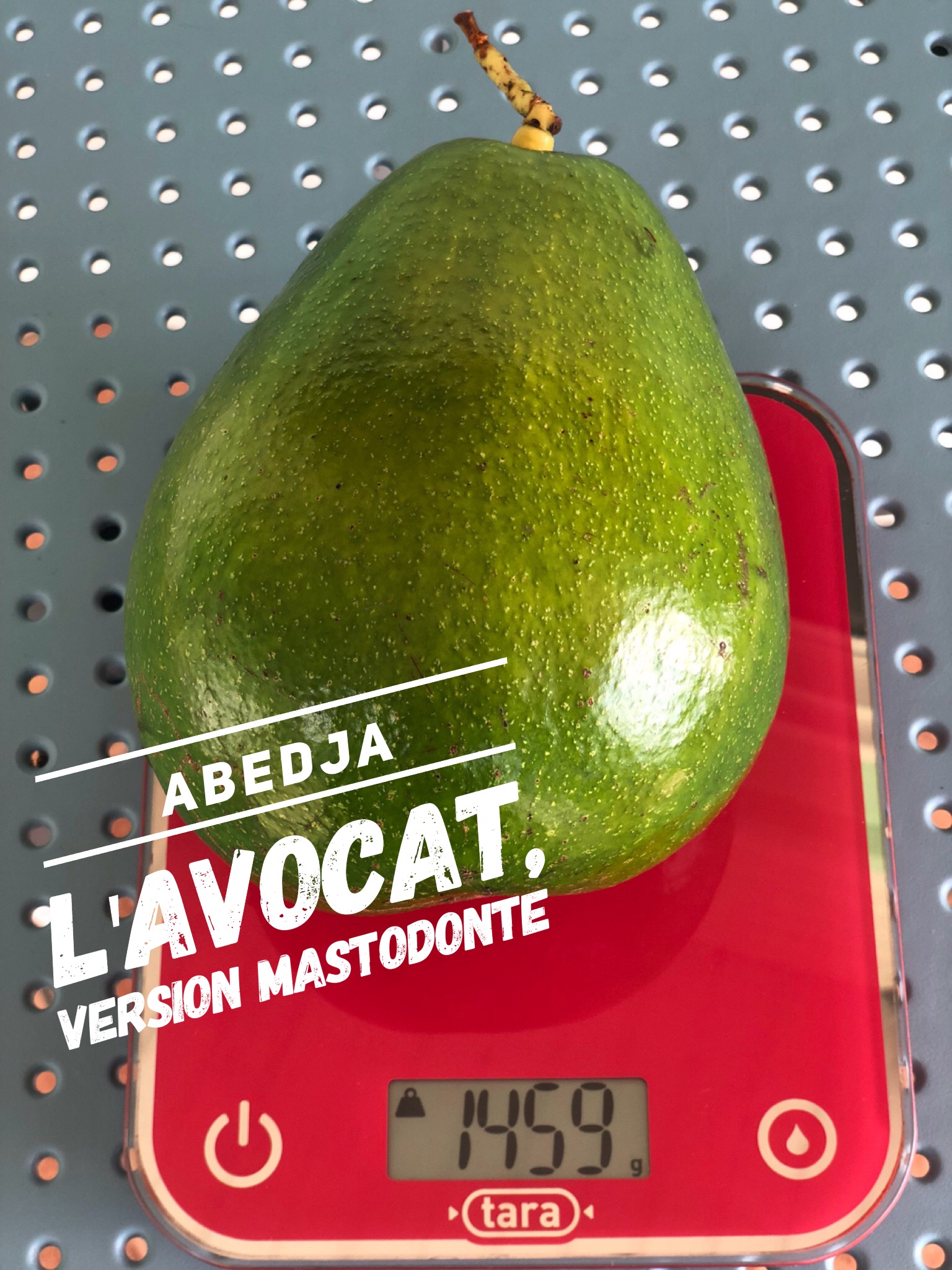 avocat "Abedja" Martinique