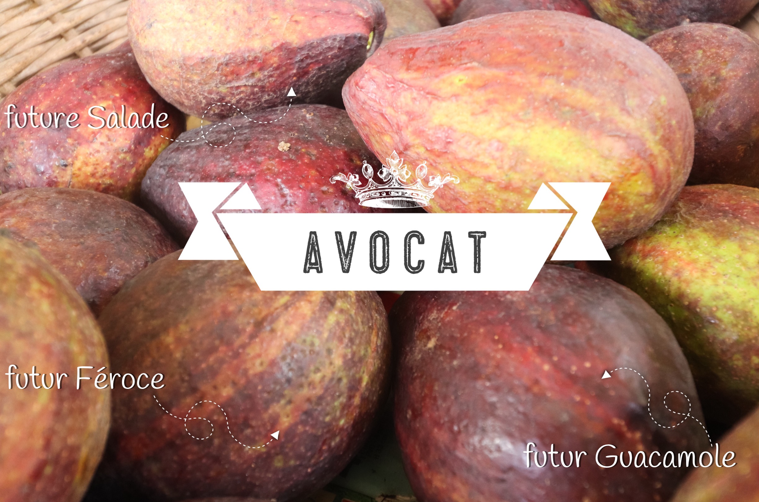 avocat des Antilles