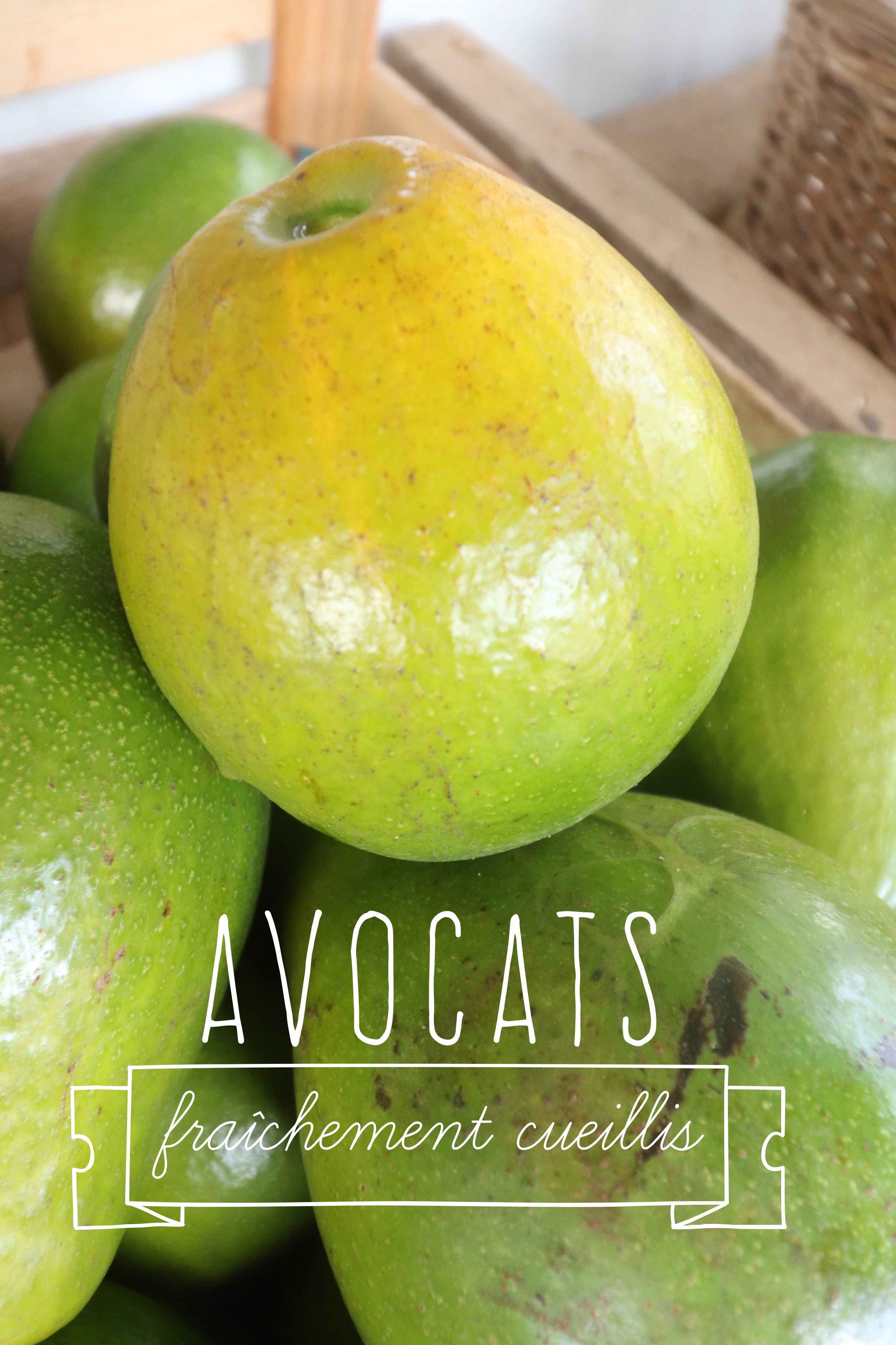 avocats des Antilles