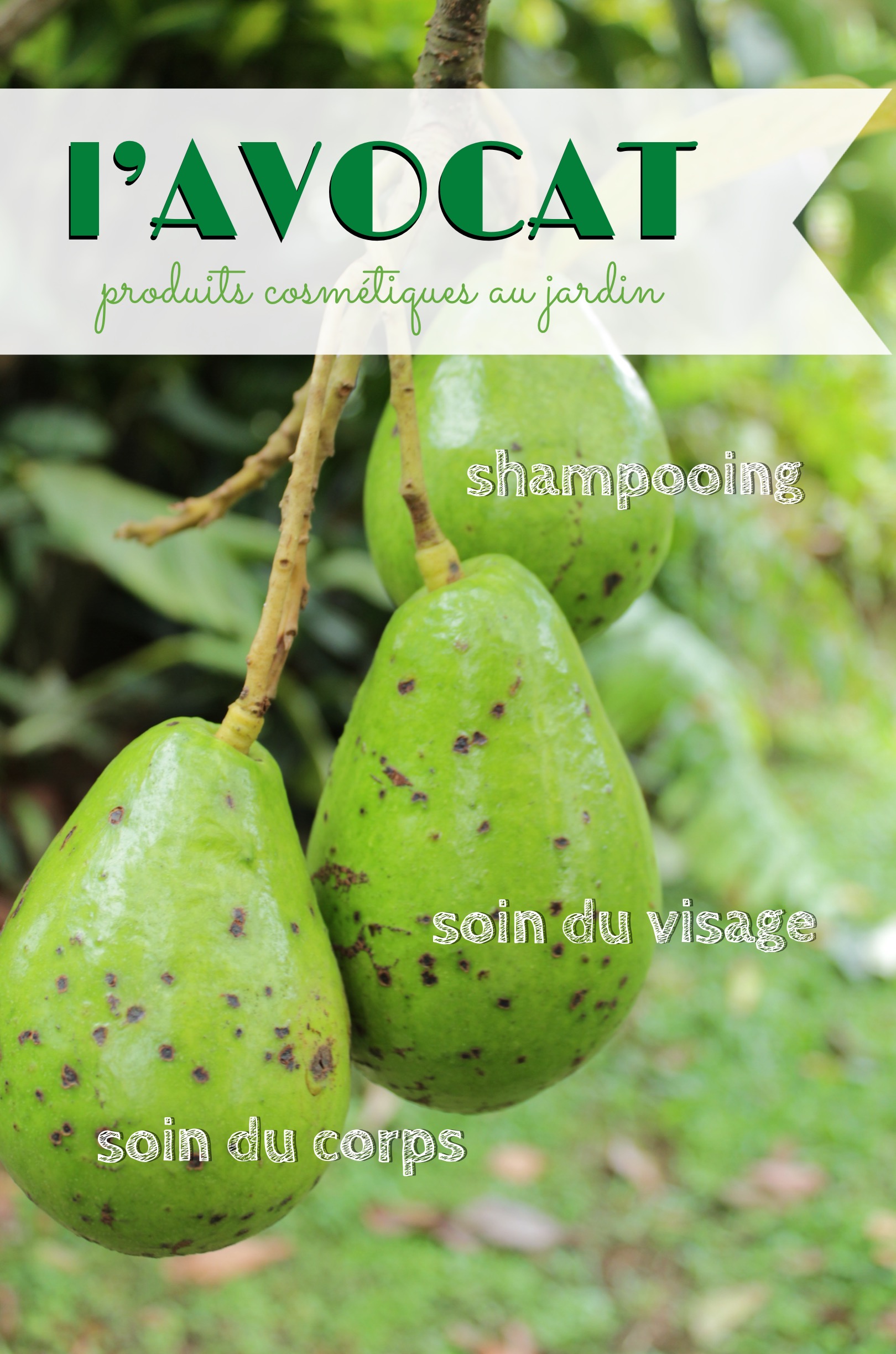 avocat cosmétiques antillais