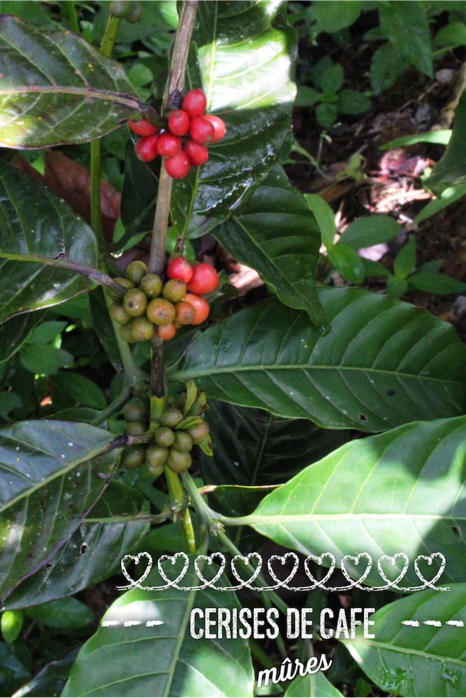 cerises de café mûres Martinique