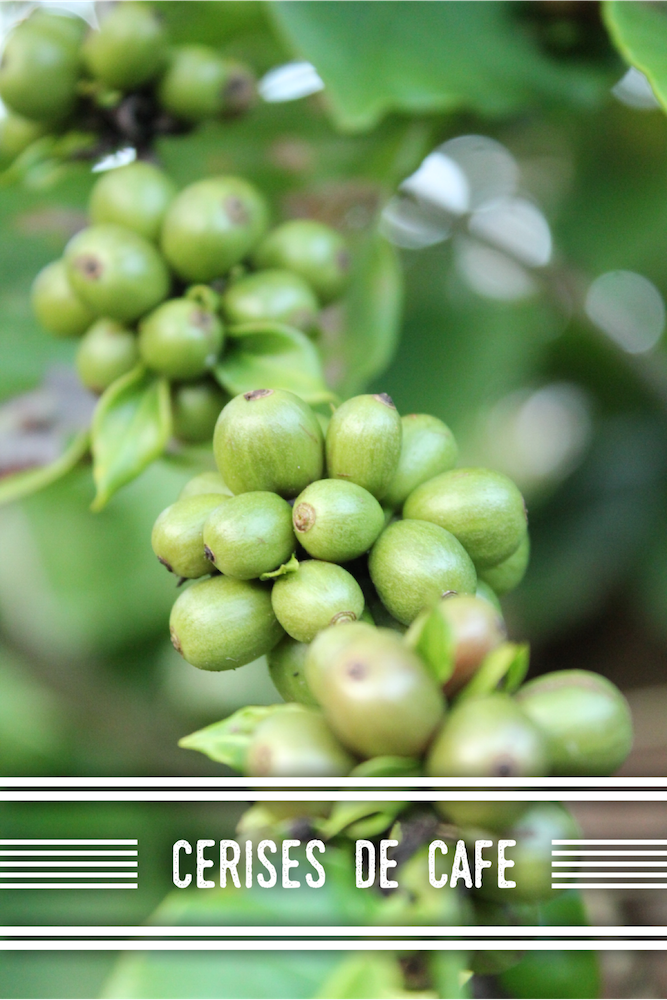 cerises de café vertes Martinique - copie