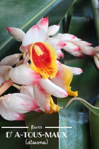 Égayez vos assiettes avec des fleurs comestibles locales