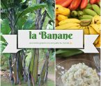 la banane antillaise