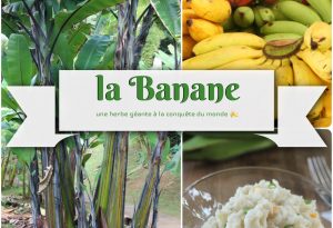 la banane antillaise