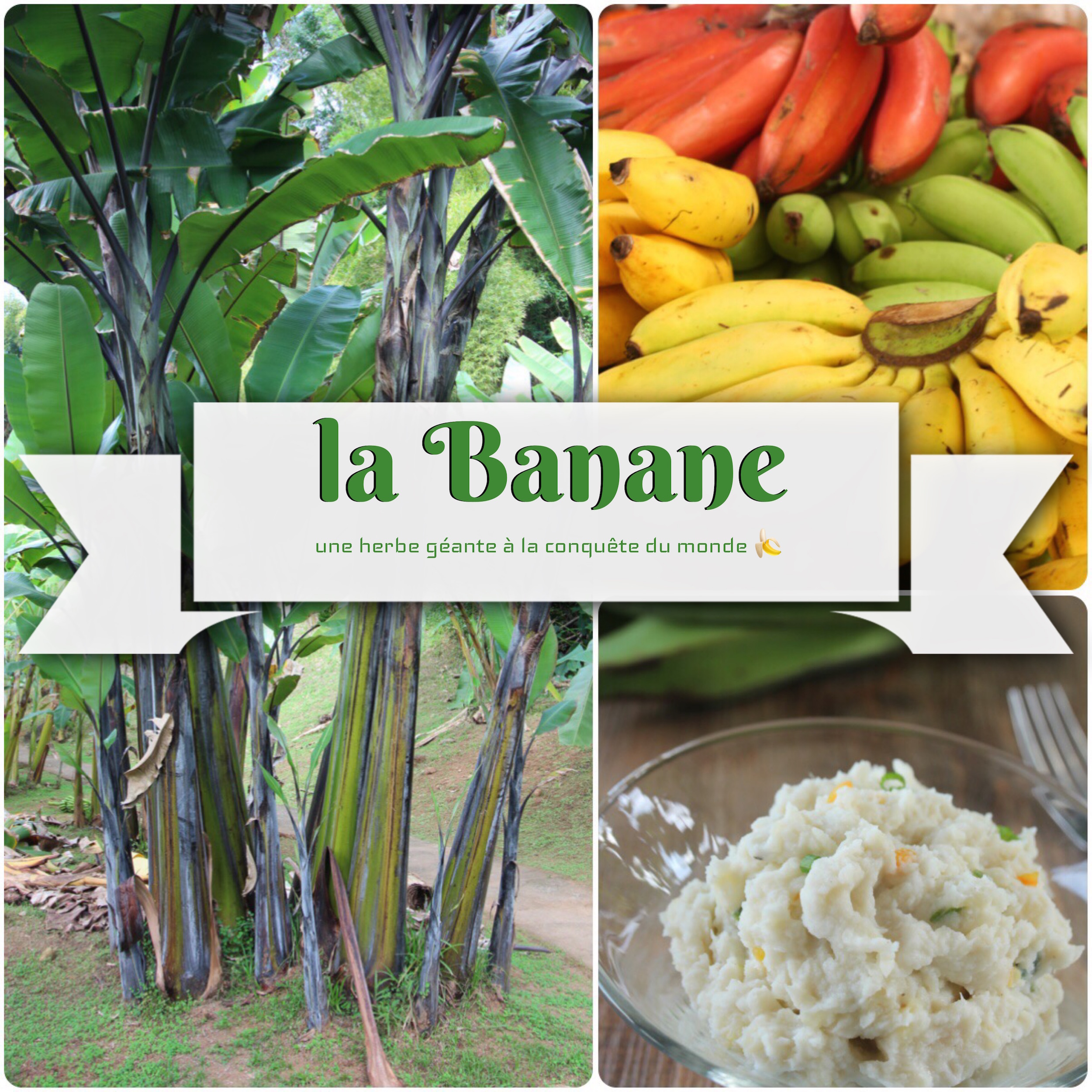 la banane antillaise