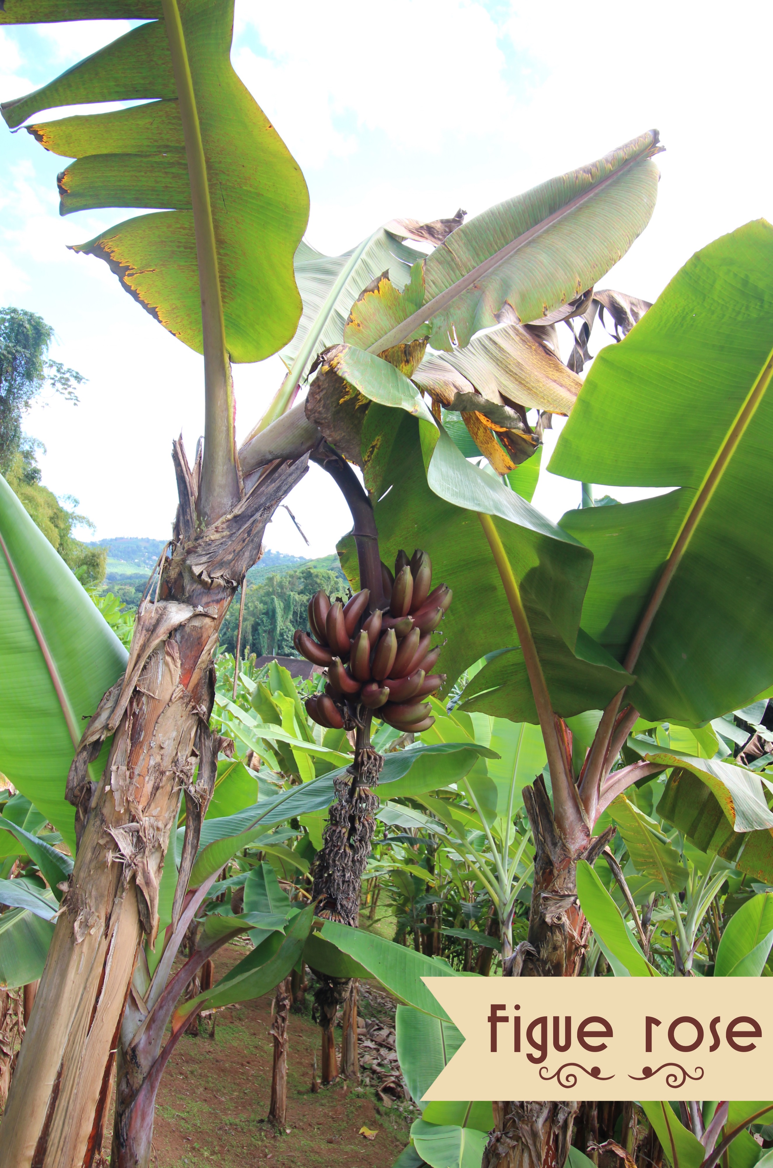 banane figue rose Antilles