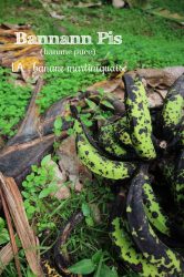 banane puce Martinique