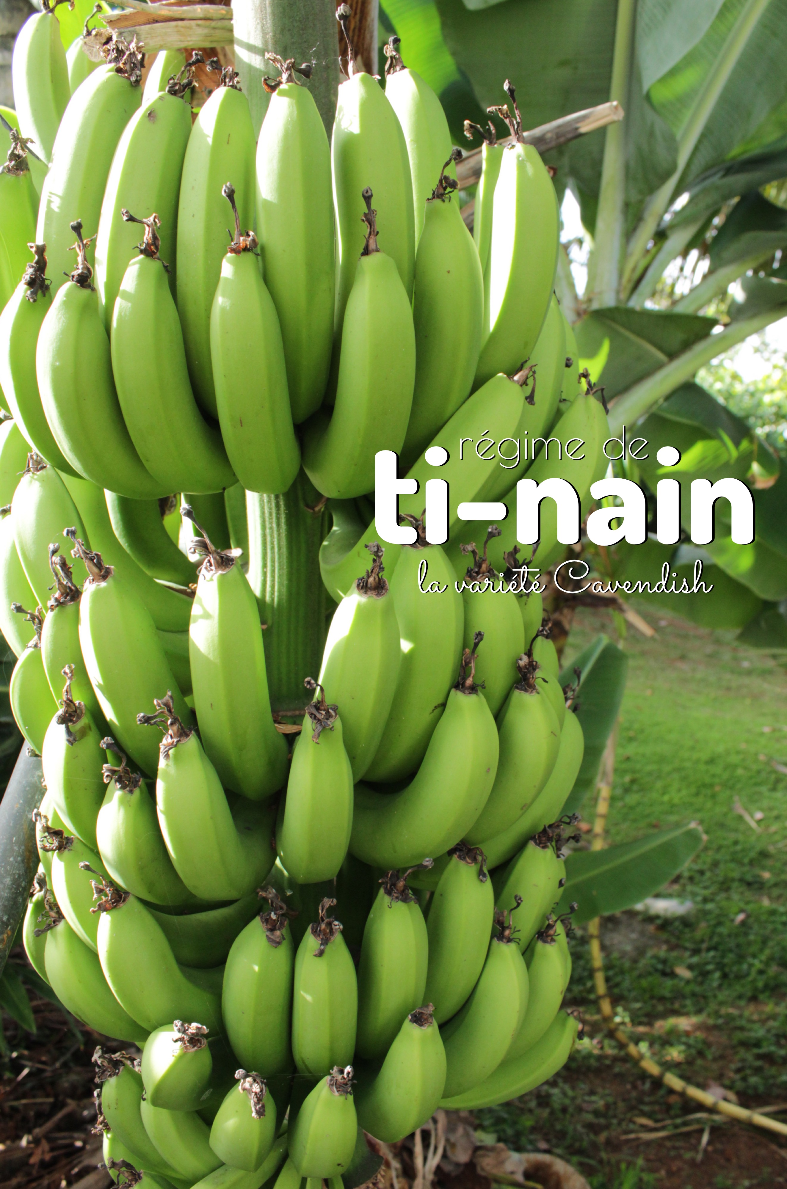 banane ti nain antillais cavendish verte