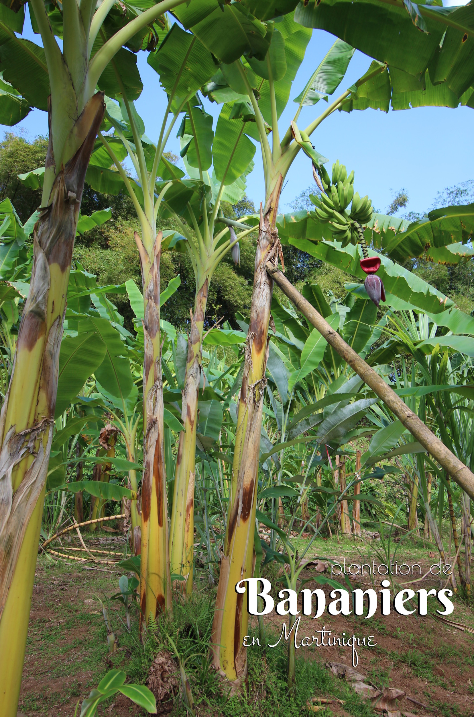 bananiers Martinique