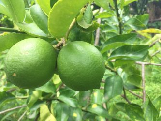 citrons verts Martinique